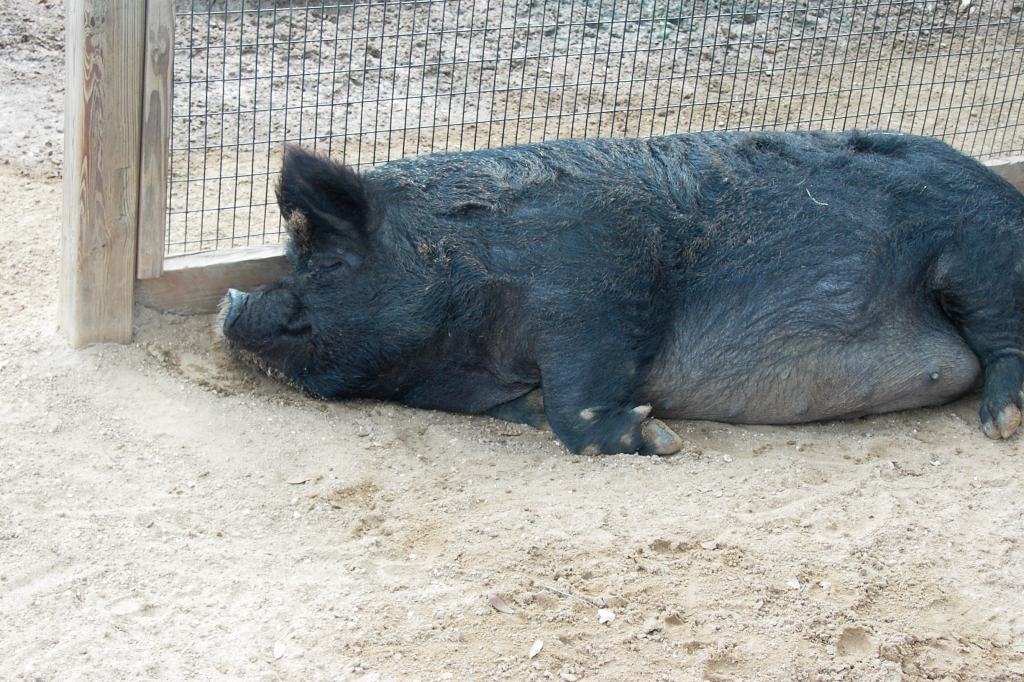 Sleeping_Guinea_Hog